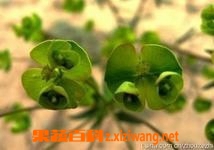 中药猫眼草功效和作用 猫眼草能治肺癌吗