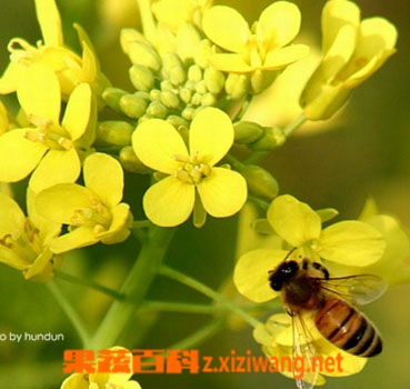 蜂花粉的作用有哪些