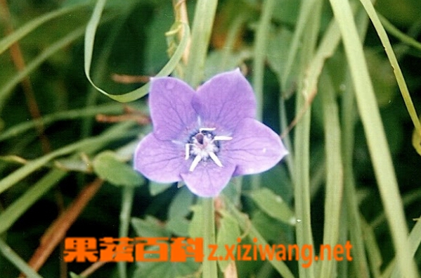 珠子参的功效与作用