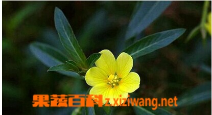 过塘蛇的功效与作用
