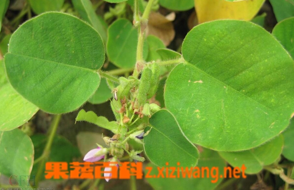 广金钱草的功效与作用