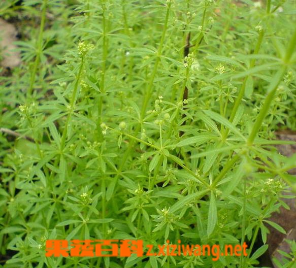 什么是栀子 栀子的功效与作用