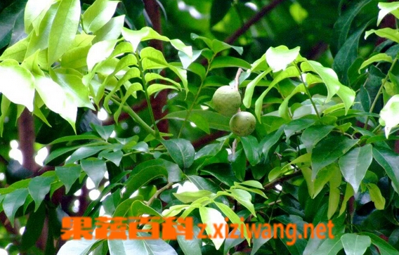 仁面树叶的功效与作用