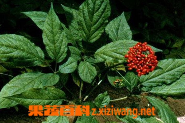 人参怎么种植 人工种植的人参技巧