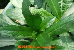中药草鞋根的功效与作用