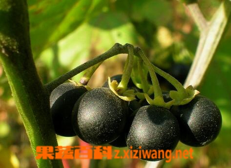 龙葵果的功效与作用 龙葵果的药用价值
