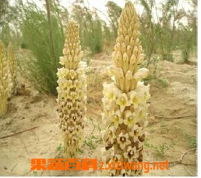 肉苁蓉的功效和作用