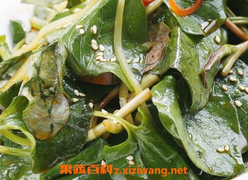 折耳叶的作用是什么 折耳叶的药用功效
