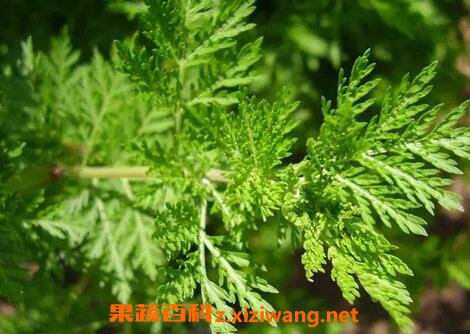 苦蒿的功效与作用 苦蒿的使用禁忌