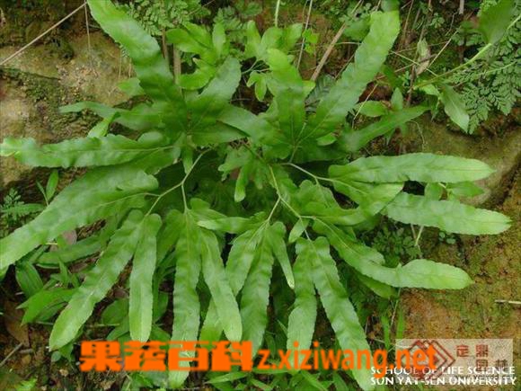 海金沙有什么用 海金沙的功效与作用