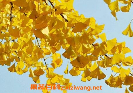 银杏叶的保健功效与作用
