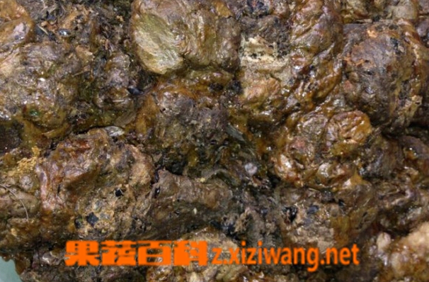 蜂胶的副作用 蜂胶的食用禁忌