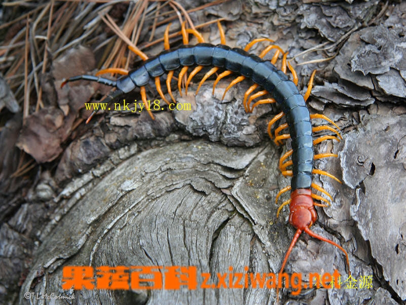 蜈蚣的功效与作用