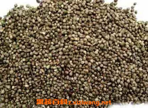 火麻仁的功效与作用及食用方法