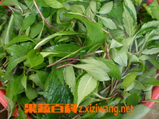 马齿苋的药效