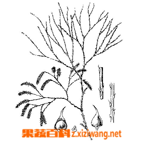 伸筋草的功效