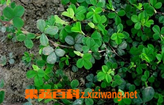 人字草的功效与作用