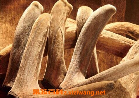 鹿茸怎么吃效果好 鹿茸的常见吃法
