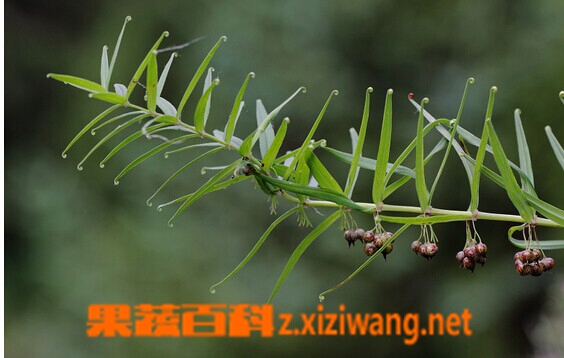 卷叶黄精的功效与作用