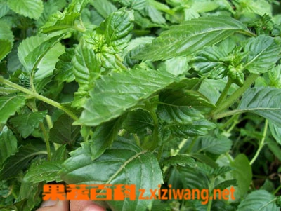 凉粉草的作用