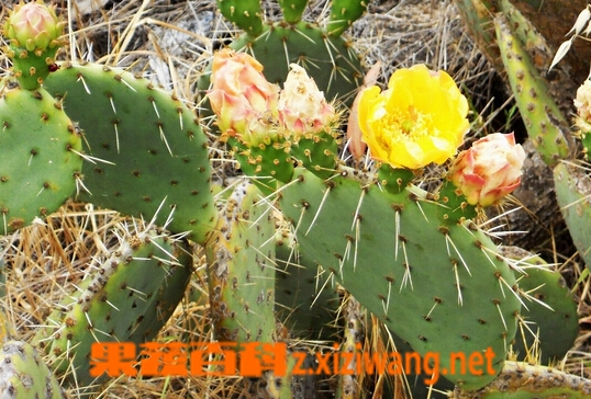 玉芙蓉是什么 玉芙蓉的功效与作用