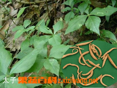 四叶参的功效和作用
