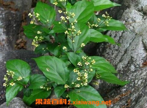 腐婢树叶的营养价值和药用价值