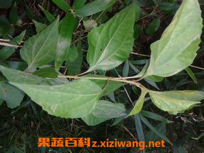 腐婢树叶的营养价值和药用价值