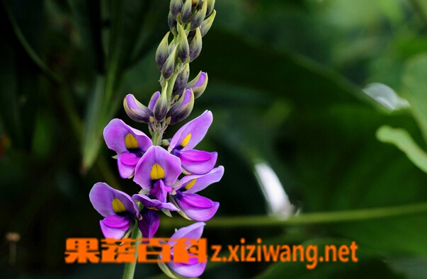 葛根花的功效与作用 葛根花的药用价值