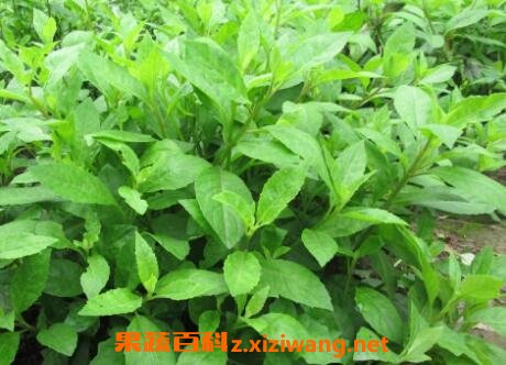 平卧菊三七的功效与药用价值