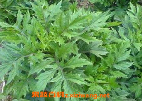 平卧菊三七的功效与药用价值