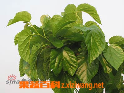 桑叶的药用价值