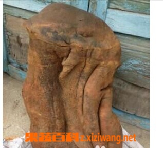 什么是太岁 太岁的功效与作用
