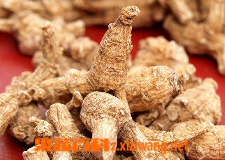 花旗参的功效与作用及食用方法