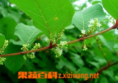虎杖的功效与作用
