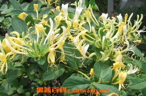 金银花的功效与作用 金银花的药用价值