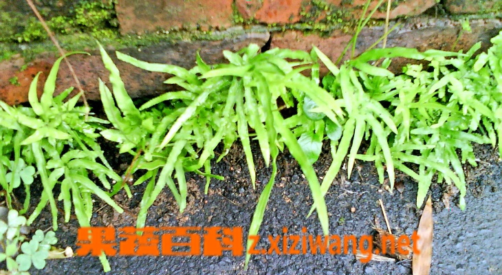 凤尾草的功效与作用