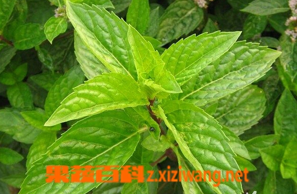 山薄荷的功效与作用