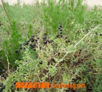 黑枸杞的功效与作用