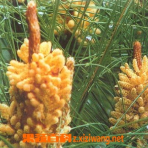 松花粉的作用