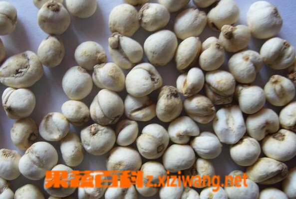 贝母的功效与作用