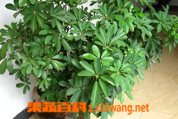 鹅掌柴的功效与作用