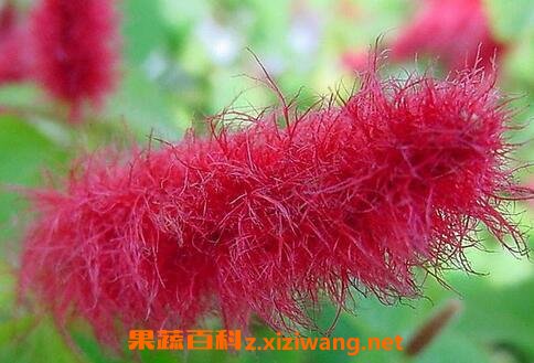 狗尾红的功效与作用 狗尾红的药用价值