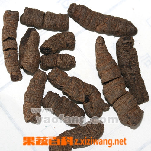 巴戟天的功效與藥用作用