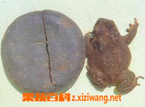 蟾酥的功效和作用