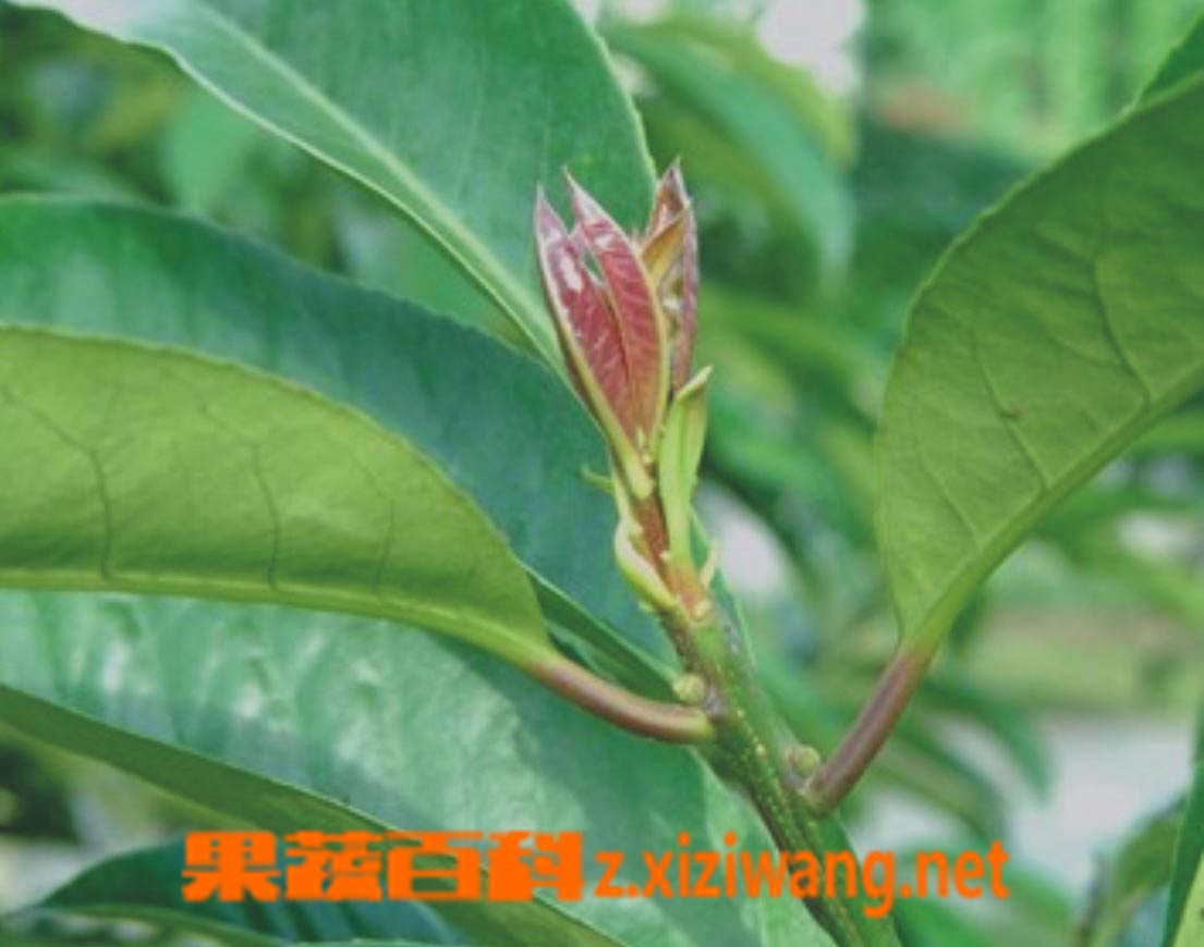毛冬青叶的作用和功效