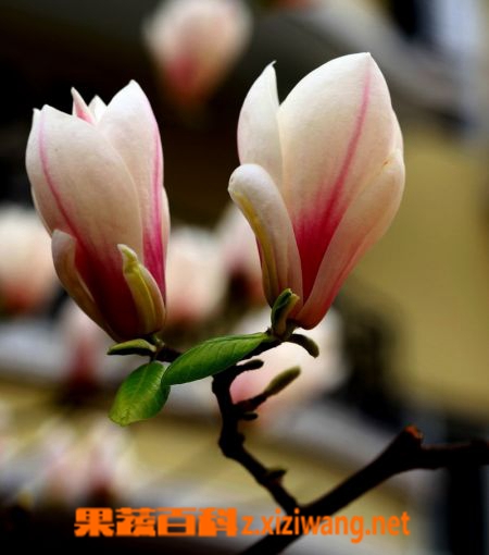 玉兰花的功效