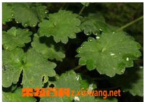 斑点虎耳草的功效与作用