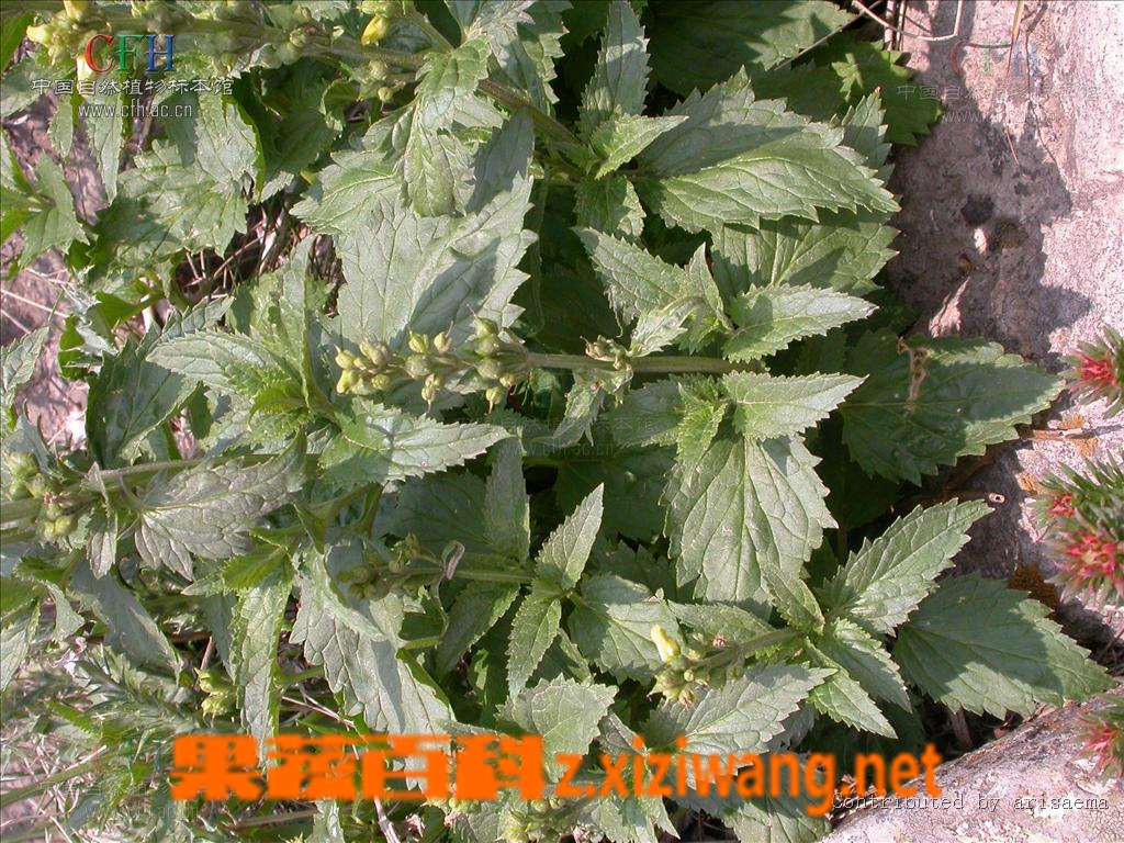 玄参的功效与作用有哪些?