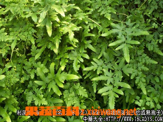 海金沙的功效与作用